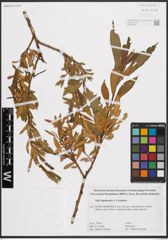 Foto von Salix daphnoides Vill. x Salix triandra L.